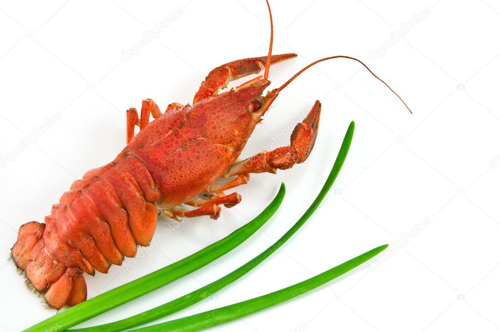 Lobster with Green onion isolated on whi