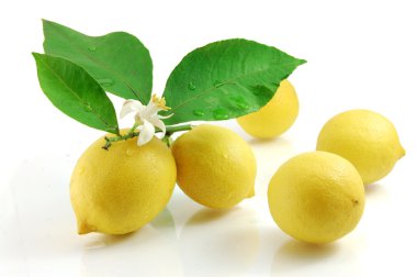 limon ve wh izole yaprak yeşil