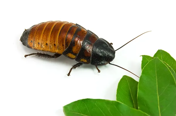 Madagaskar Sissende kakkerlak (Gromphador — Stockfoto