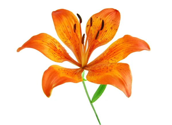 Orange lily isolated on white background — Stock Photo, Image