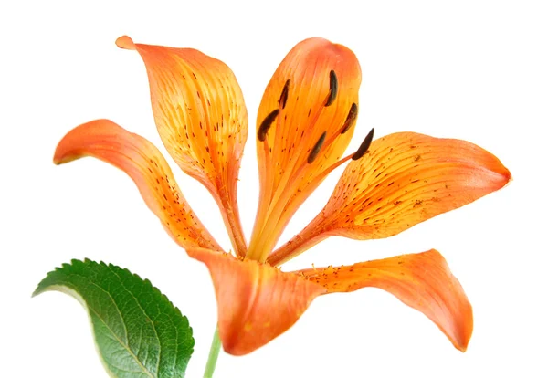 Oranžová lilie izolované na bílém pozadí — Stock fotografie