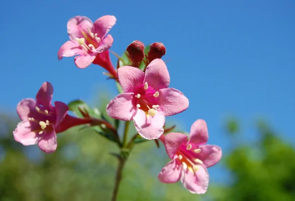 Mooie paarse bell bloemen — Stockfoto