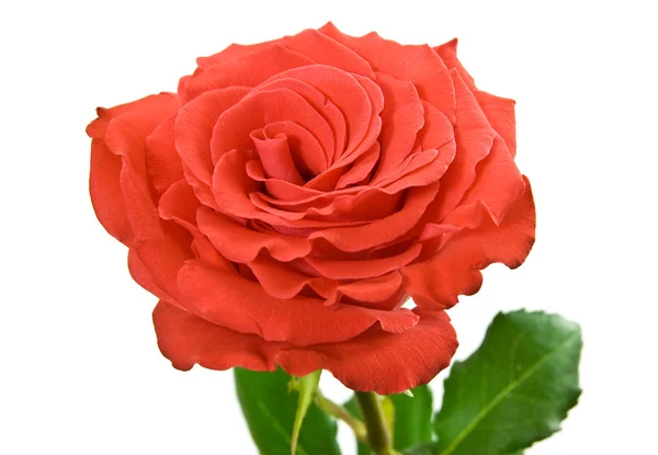 Oranje rose op de witte — Stockfoto