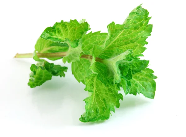 Fresh green mint isolated on white — Stock Photo, Image