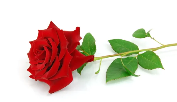 Rosa vermelha no branco — Fotografia de Stock