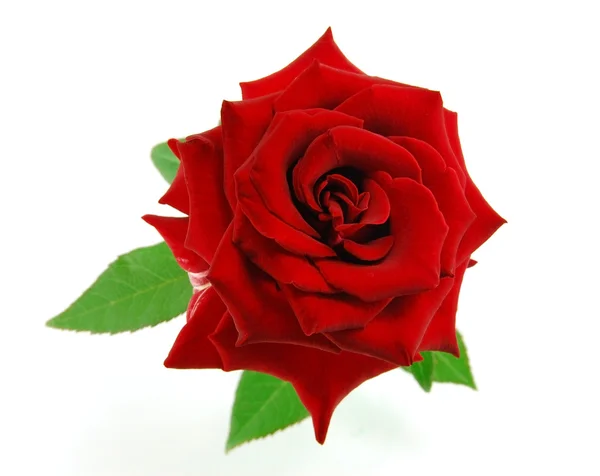 Red rose on the white — Stock Photo, Image