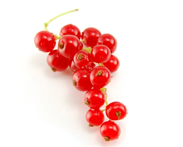 Isolated red currant — Stock Photo, Image