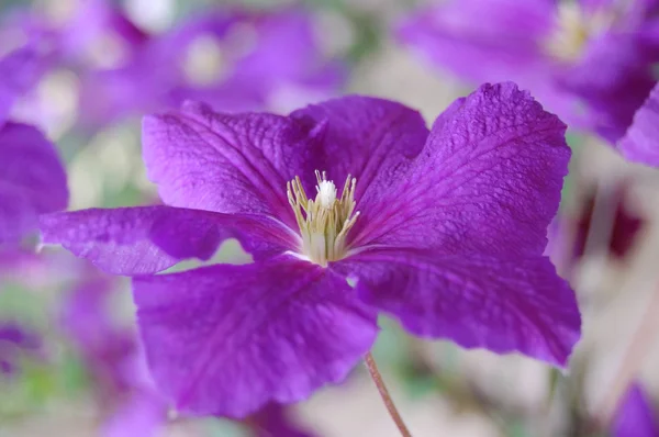 Фиолетовый цветок изолирован от остального мира — стоковое фото