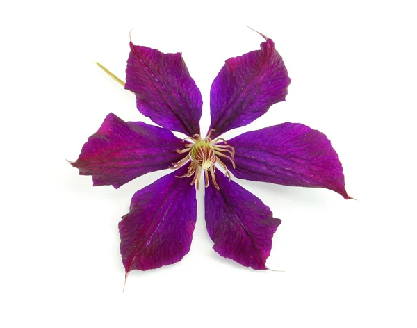 Smuk violet blomst isoleret på whit - Stock-foto