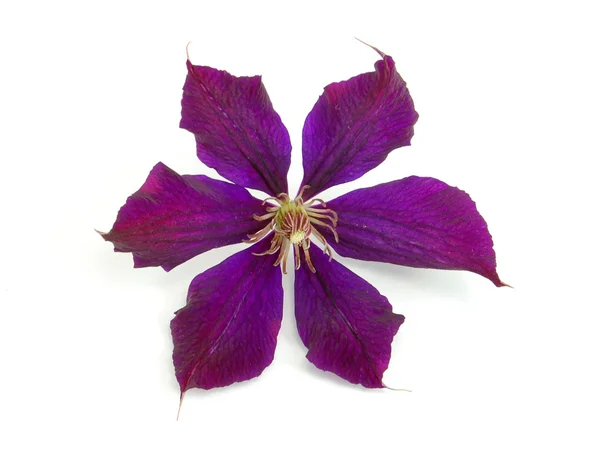 Kaunis violetti kukka eristetty whit — kuvapankkivalokuva
