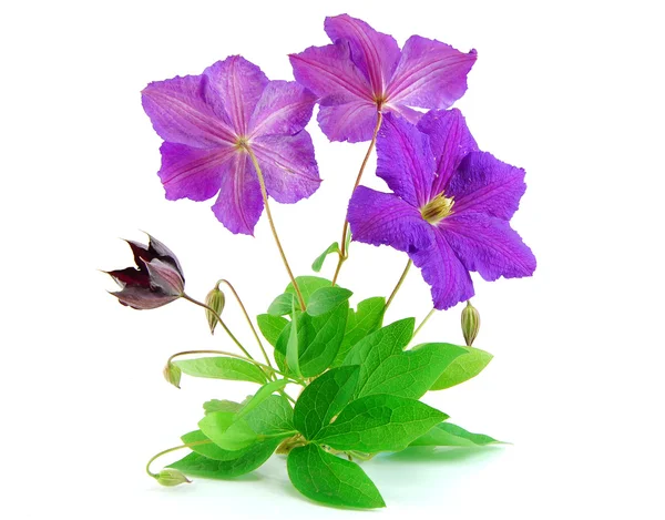 美丽的紫罗兰花隔离对惠特 — 图库照片