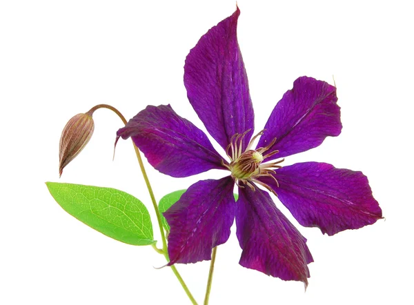 Beautiful violet flower isolated on whit — Stock Photo, Image