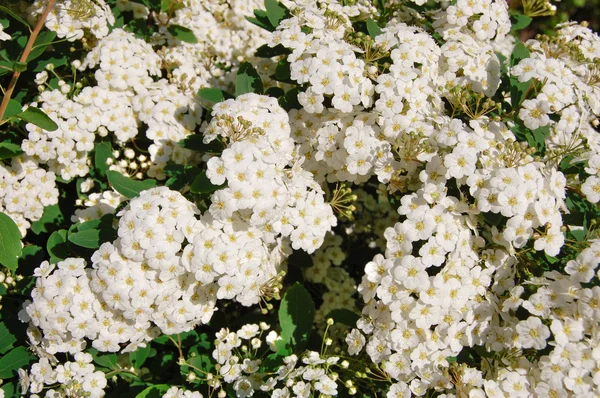 Flores brancas de primavera — Fotografia de Stock