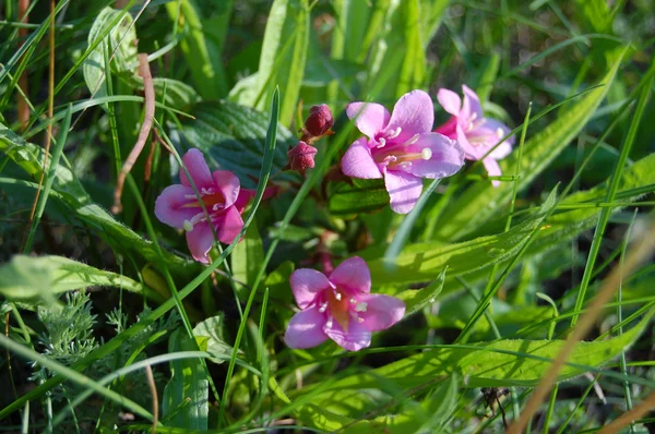 Bellissimi fiori viola campana — Foto Stock