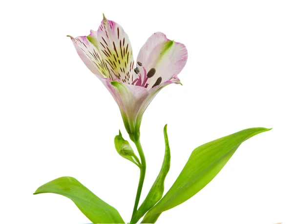 Belle orchidée isolée sur blanc — Photo