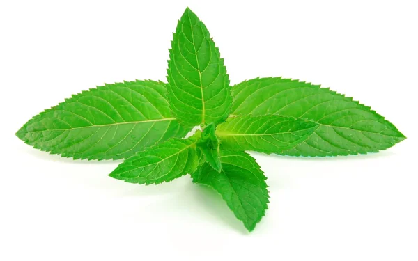 Fresh green mint isolated on white — Stock Photo, Image