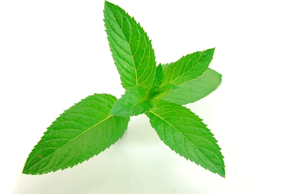 Fresh-picked mint leaves — Stock Photo, Image