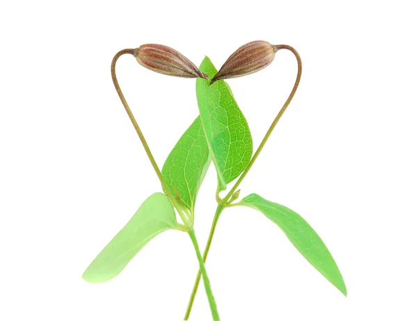Bud on a branch in the form of heart — Stock Photo, Image