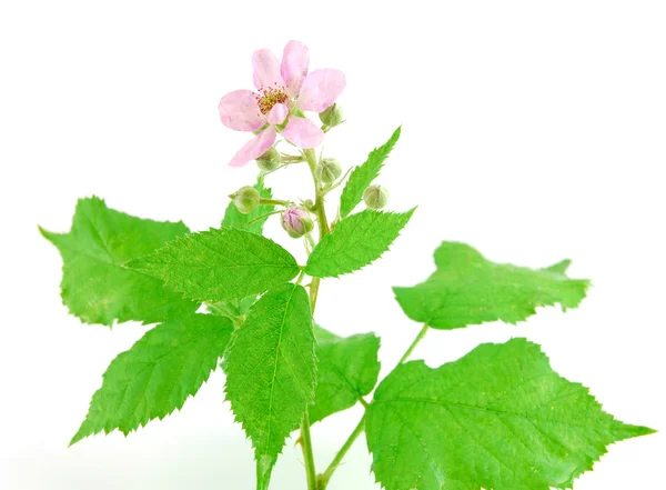 Piękny purpurowy kwiat na białym tle na Zielone Świątki — Zdjęcie stockowe