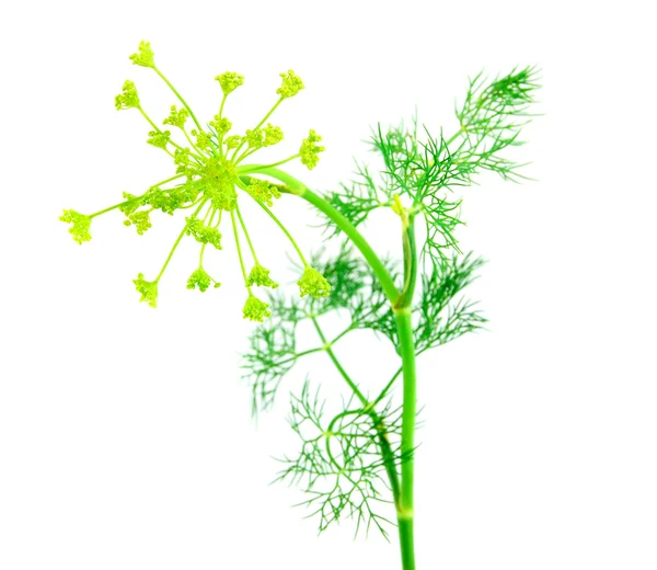 Green fennel leaf isolated on white back — Stock Photo, Image