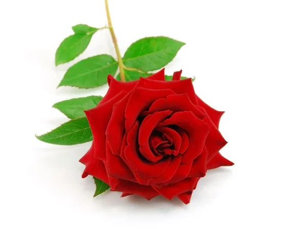 Piros rózsa, fehér — Stock Fotó
