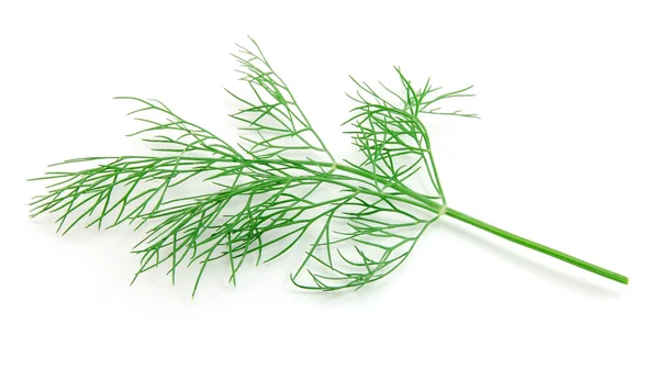 Folha de erva-doce verde isolada nas costas brancas — Fotografia de Stock