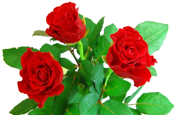 Czerwona róża biały — Zdjęcie stockowe