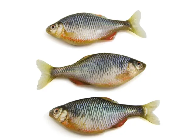 Ψάρια σε λευκό φόντο — Φωτογραφία Αρχείου