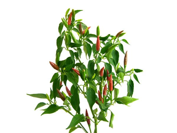 Stock image Red chili pepper on a white background