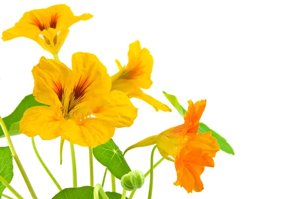 stock image Beautiful orange flower