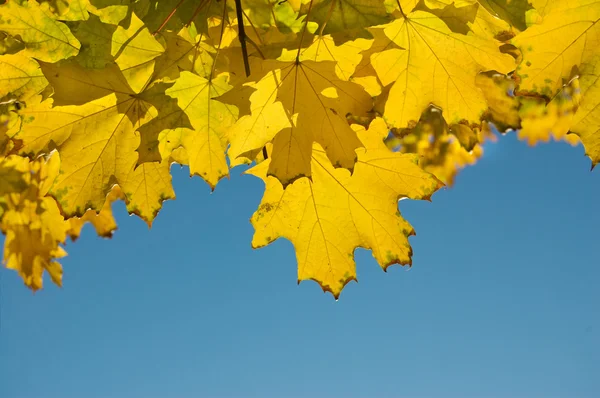 Na podzim žluté listy — Stock fotografie