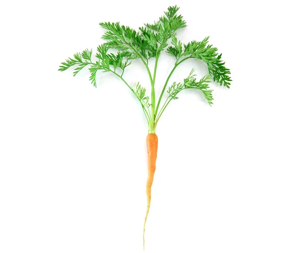 Zanahoria con hoja sobre fondo blanco —  Fotos de Stock