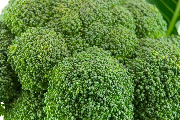 Na białym tle świeże brokuły zielone — Zdjęcie stockowe