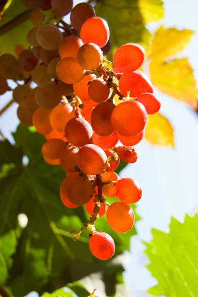 Izzó vörös szőlő közelről — Stock Fotó