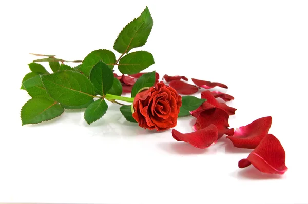 Piros rózsa, fehér Stock Kép