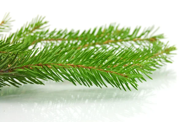 Christmas tree Stock Picture