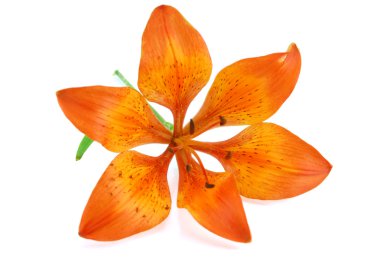 Orange lily isolated on white background clipart