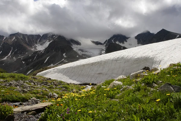 岩と雪と花. — ストック写真