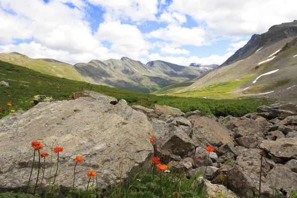 岩石、 天空和西伯利亚金莲花天然 — 图库照片