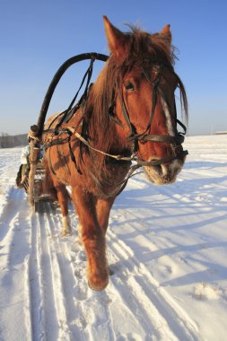 Winter in Siberia clipart