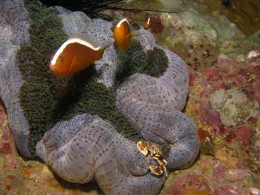 anemonefish ve yengeç.