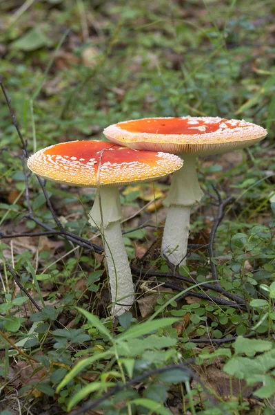 stock image Toadstools