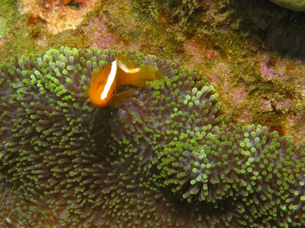 Anemonefish en krab. — Stockfoto