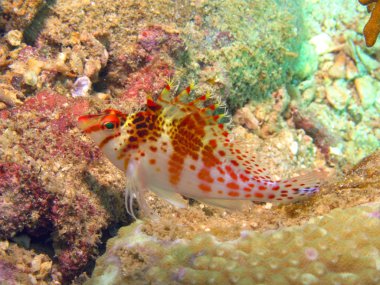 Dwarf hawkfish clipart