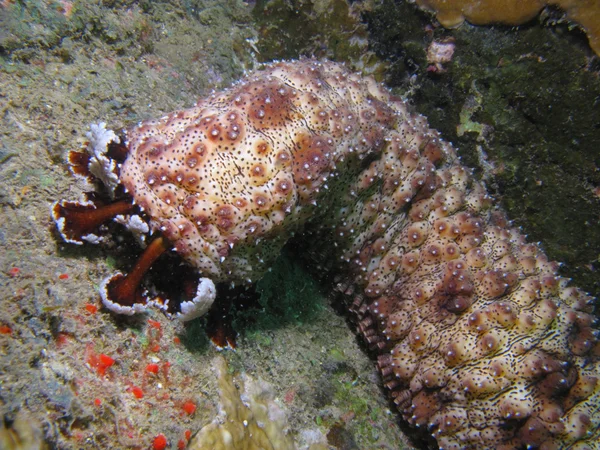 Sea cucumber — Stock Photo, Image