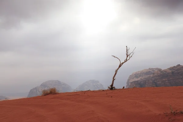 ヴィ ヴァディ ラム砂漠で死んだ木. — ストック写真