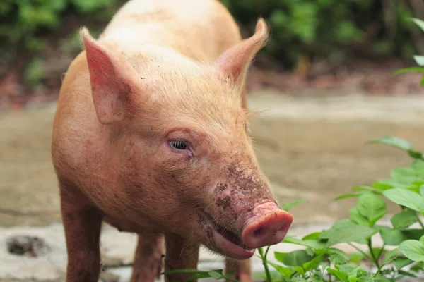 stock image Pig