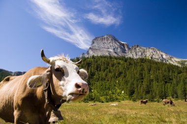 Alpe Veglia mountain pasture clipart