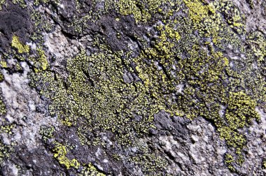 Lichen rock texture clipart