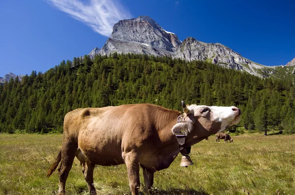 Αγελάδα στα αλπικά τοπία — Φωτογραφία Αρχείου